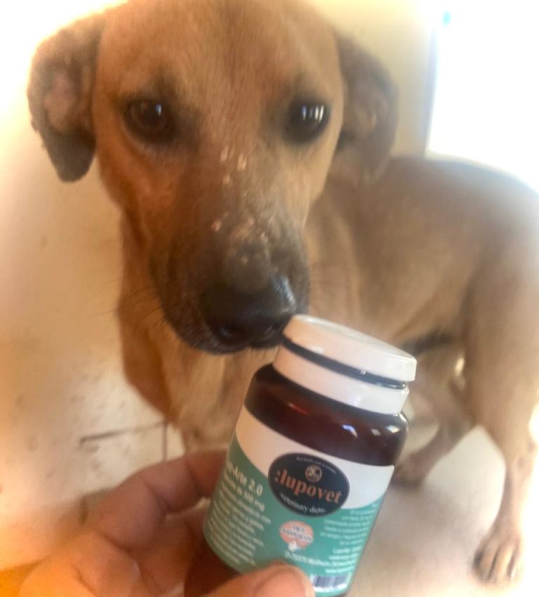 Fallbeispiel Leishmaniose Hund 2 – Artemisia Vet